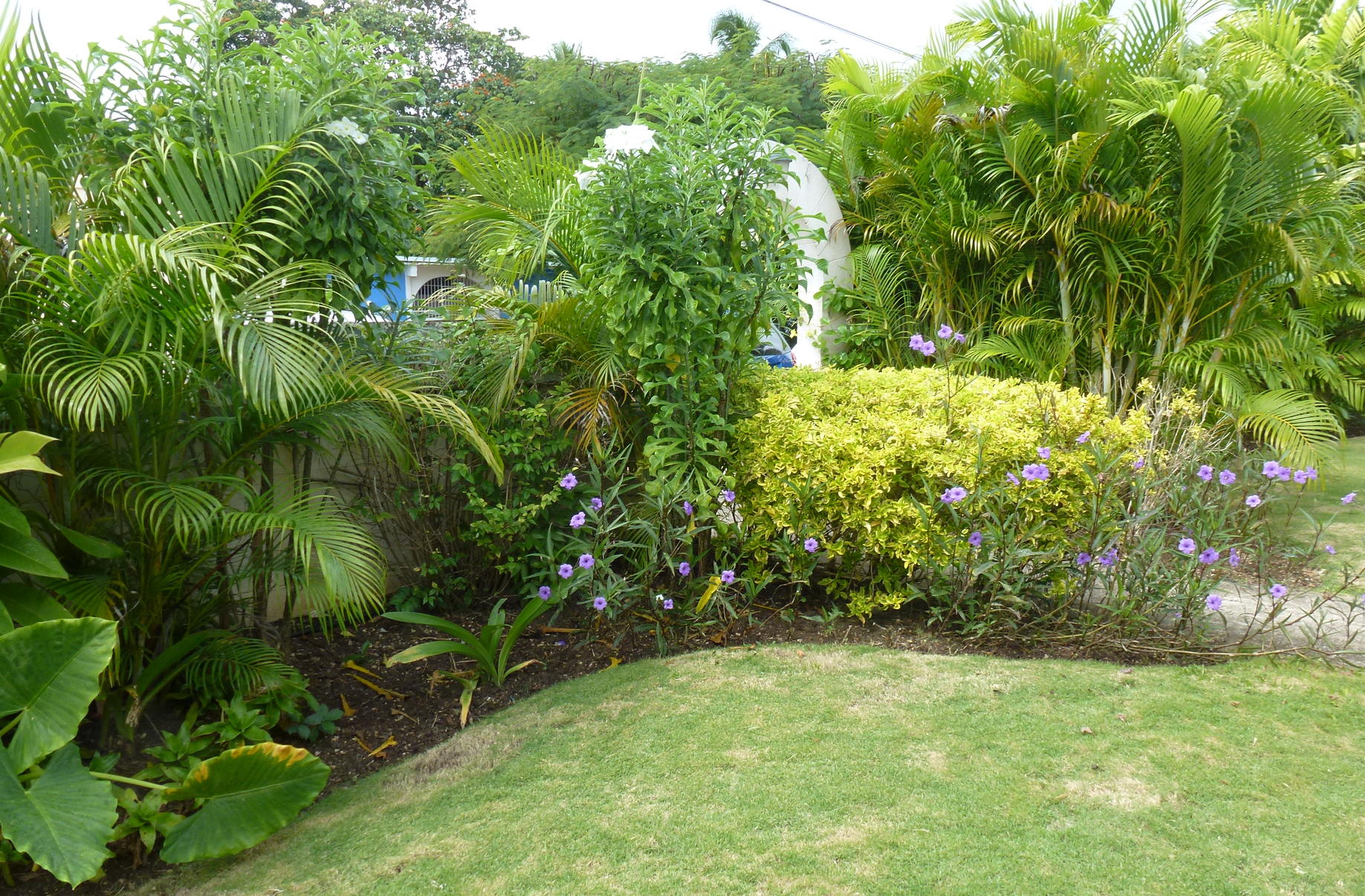 Barbados Villa Connections: Golden Dream 4 Gallery 10