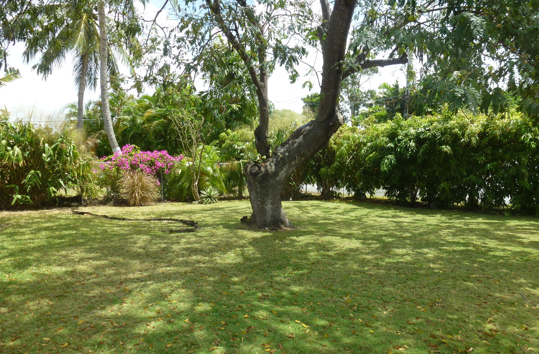 Barbados Villa Connections: 66 Cordia Gallery 12